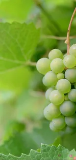 Close-up of green grapes on a vine surrounded by lush leaves.