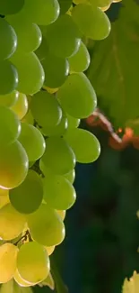 Cluster of vibrant green grapes with lush leaves on a mobile wallpaper.