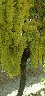 Lush green grape clusters on vine for wallpaper.