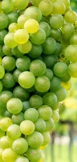 Close-up of a cluster of green grapes on a vine.