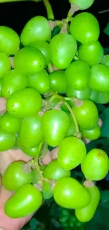 Hand holding vibrant green grapes cluster against dark background.