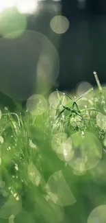 Close-up of green grass with bokeh effect, providing a serene view.