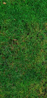 Vibrant green grass background for mobile wallpaper.