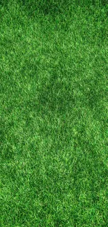 Lush green grass wallpaper for mobile.