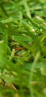 Close-up view of fresh green grass.