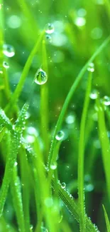 Dew-covered vibrant green grass blades close-up background.