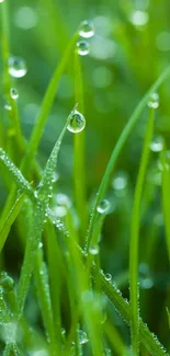 Close-up of dew-covered green grass blades.