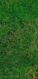 Vibrant green grass wallpaper with natural texture.