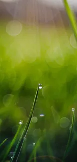 Wallpaper of dewdrop-laden green grass with bokeh background.