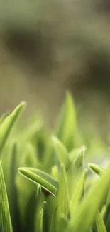 Close-up of vibrant green grass in soft focus, perfect for a calming mobile wallpaper.