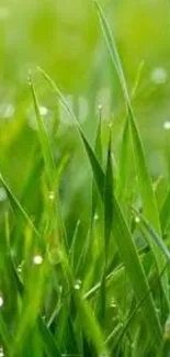 Vibrant green grass with dewdrops mobile wallpaper.