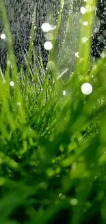 Vibrant green grass with dew drops in sunlight.