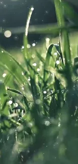 Close-up of vibrant green grass with dewdrops in sunlight.