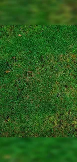 Vibrant green grass wallpaper for mobile screen