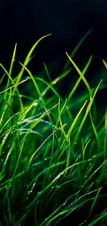 Vibrant green grass blades under sunlight with a dark background.