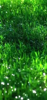 Close-up view of vibrant green grass with morning dew.
