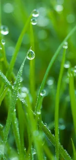 Close-up vibrant green grass with dewdrops.