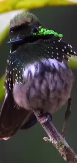 Close-up of a vibrant green hummingbird perched on a branch with a blurred background.