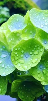 Green hydrangea with dewdrops in a serene nature setting.