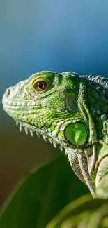 Close-up of a vibrant green iguana in natural setting, showcasing intricate details.