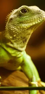 Close-up of a vibrant green iguana on a tree branch.