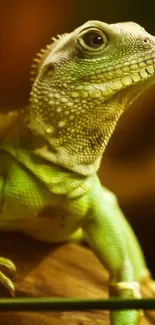 Vibrant green iguana on branch in jungle-themed wallpaper.