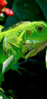 Vibrant green iguana amidst lush leaves in a tropical setting.