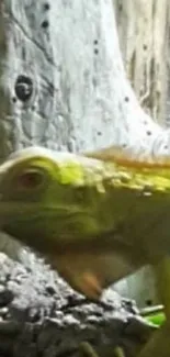 Green iguana resting on a rocky surface in a natural setting.