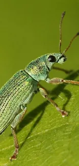 Close-up of a vibrant green insect on leaf.