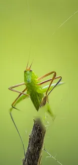 Close-up of a bright green insect on a blurred green background, emphasizing nature's detail.