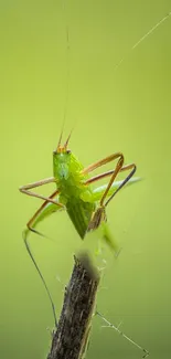 Green cricket on twig, vibrant macro wallpaper.