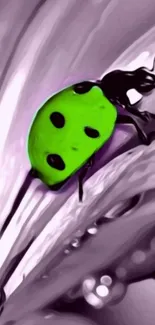 Green ladybug on purple flower petal wallpaper.