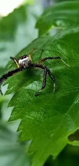 Spider perched on a vibrant green leaf.