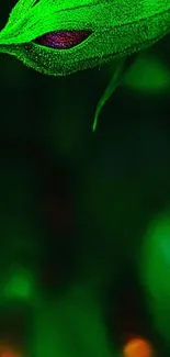 Close-up of a vivid green leaf with intricate patterns.