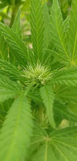 Close-up of vibrant green leaves showcasing botanical detail.