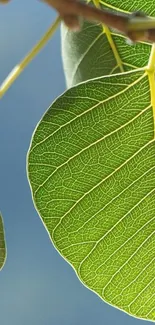 Close-up of a vibrant green leaf with detailed veins and natural texture.