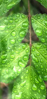 Close-up of vibrant green leaf with dew drops.