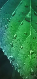 Close-up of a green leaf with dewdrops and detailed texture.