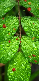 Close-up of vibrant green leaves with droplets on a mobile wallpaper.