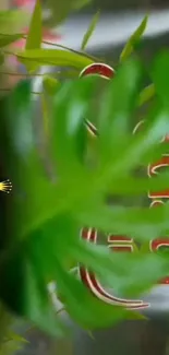 Vibrant green leaf with red accents in a natural setting.