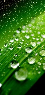 Close-up of a green leaf with dewdrops, creating a fresh and vibrant look.