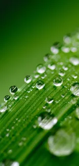 Close-up of green leaf with water droplets.