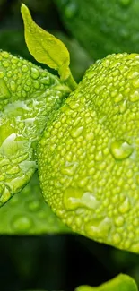 Vibrant green leaf with rain droplets enhancing texture.