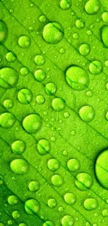 Green leaf with water droplets in high resolution.