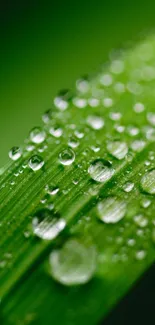 Green leaf with water droplets as mobile wallpaper.