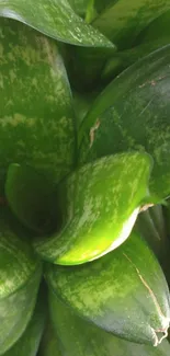 Close-up of vibrant green leaves with textured patterns.