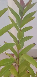 Vibrant green leaves on a branch.