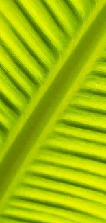 Close-up of vibrant green leaf texture with bold lines and natural patterns.