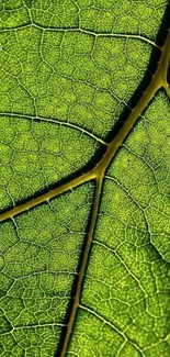 Vibrant green leaf with intricate patterns.