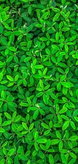 Vibrant pattern of green leaves for a nature-inspired mobile wallpaper.